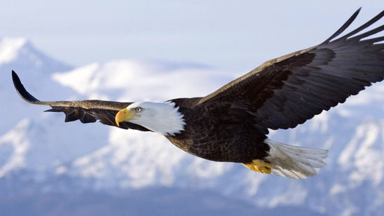 Eagle Website Background